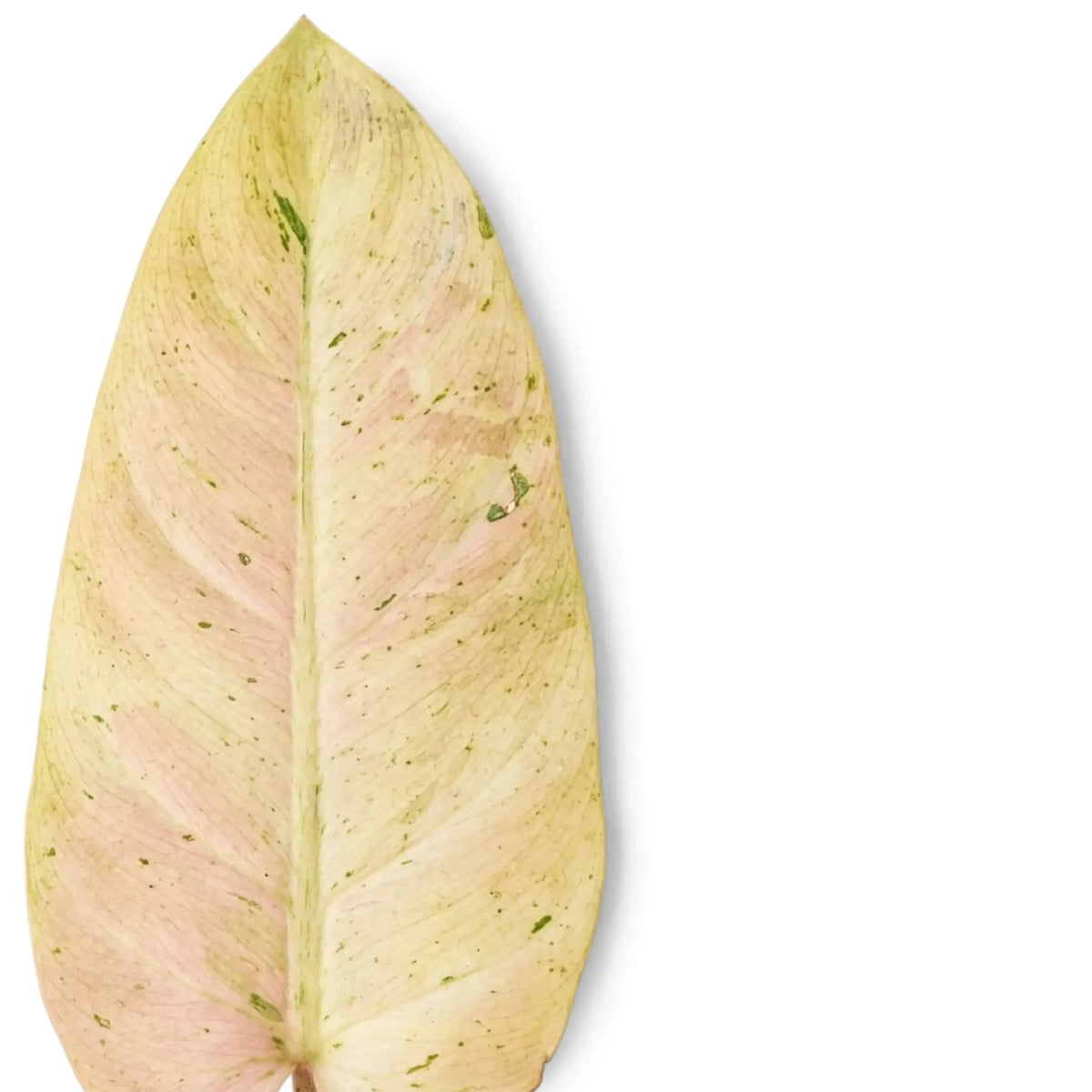 Nahaufnahme von Philodendron ‘Whipple Way’ mit schmalen grünen Blättern und cremefarbener bis mintgrüner Panaschierung.