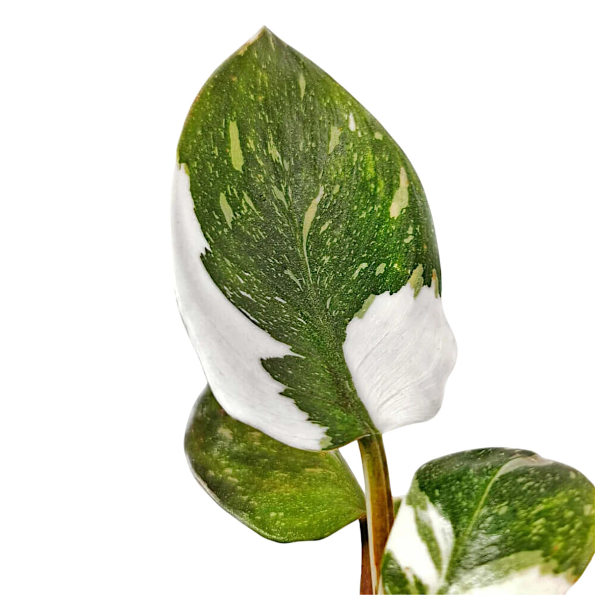 Nahaufnahme eines Blatts von Philodendron 'White knight' vor weißem Hintergrund.