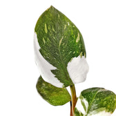 Nahaufnahme eines Blatts von Philodendron 'White knight' vor weißem Hintergrund.