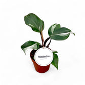 Philodendron 'White knight' – Topfpflanze im Kulturtopf vor weißem Hintergrund, Produktfoto 2.