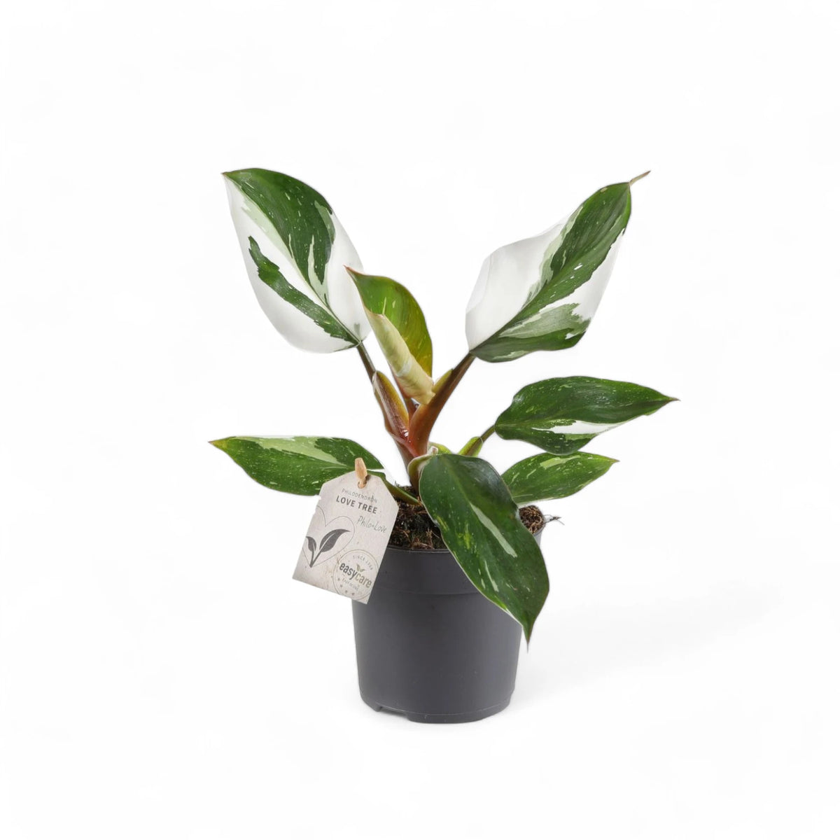 Philodendron 'White knight' – Topfpflanze im Kulturtopf vor weißem Hintergrund, Produktfoto 4.