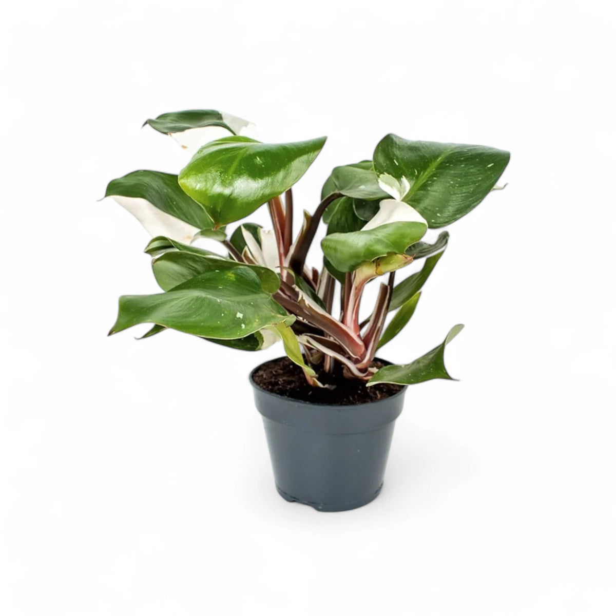 Philodendron 'White knight' – Topfpflanze im Kulturtopf vor weißem Hintergrund, Produktfoto 5.