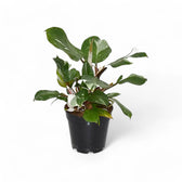 Philodendron 'White knight' – Topfpflanze im Kulturtopf vor weißem Hintergrund, Produktfoto 6.