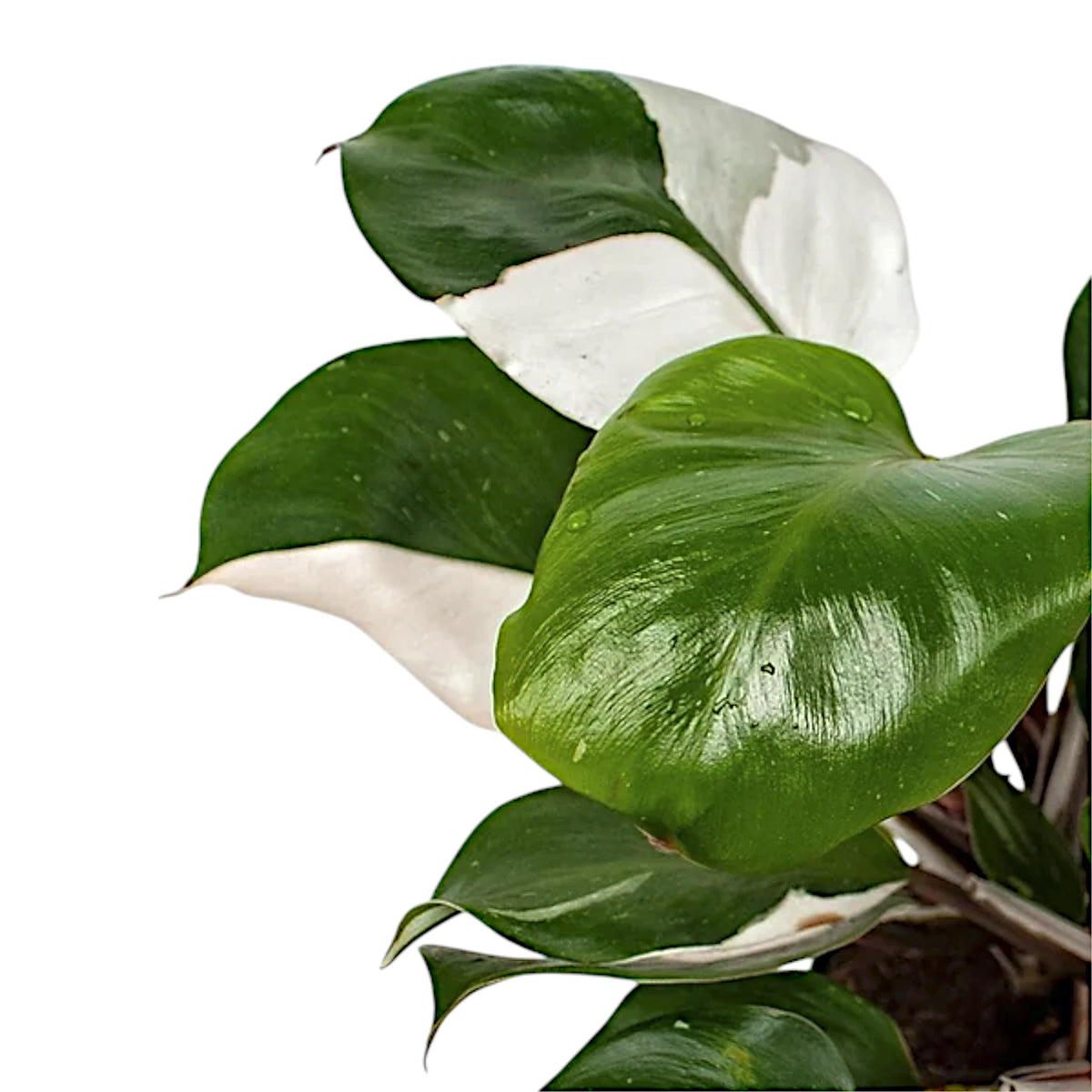 Philodendron 'White knight' – Topfpflanze im Kulturtopf vor weißem Hintergrund, Produktfoto 7.