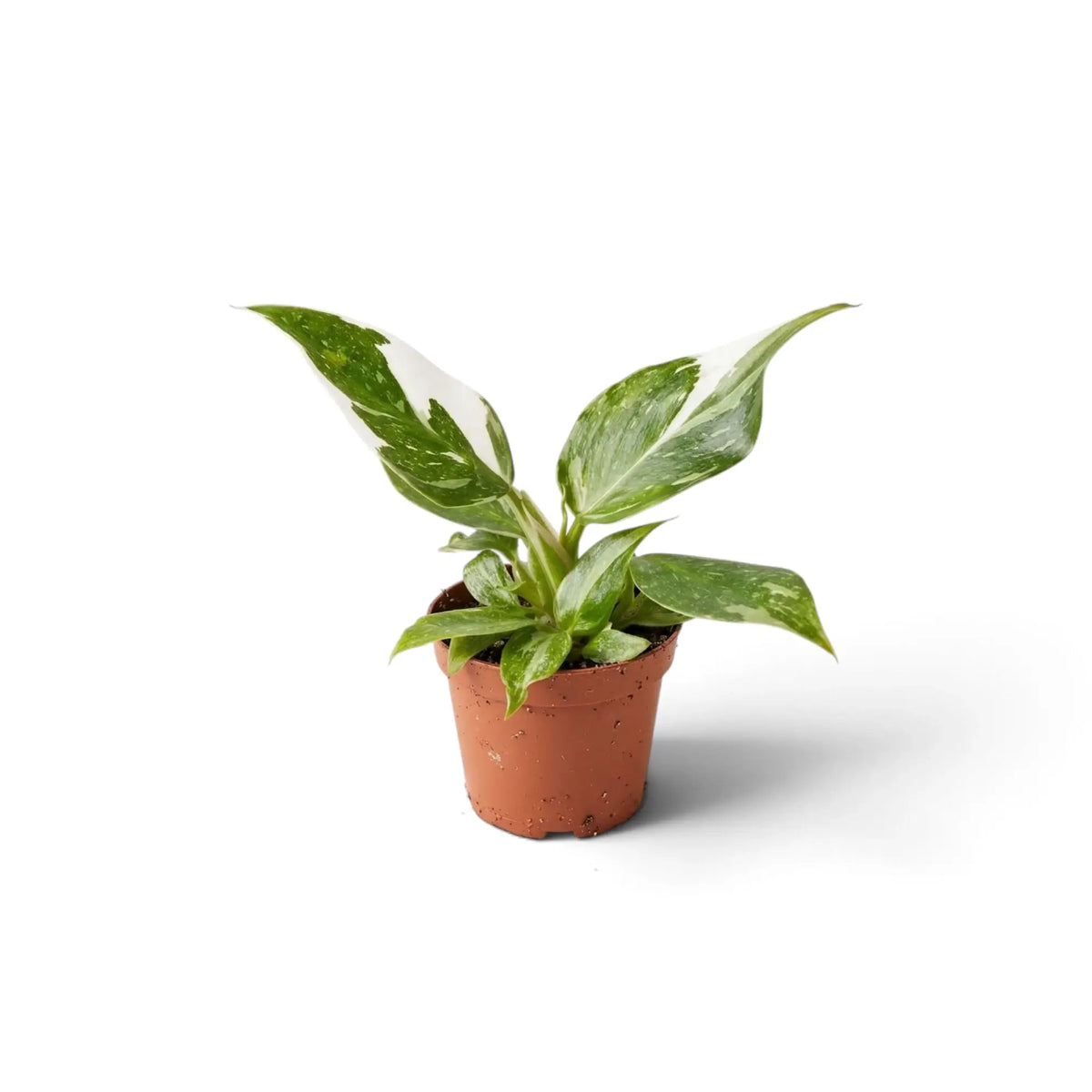 Young Philodendron 'White Princess' in a brown pot with white-flecked green leaves