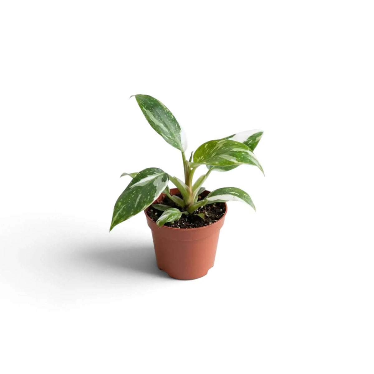 Small Philodendron 'White Princess' with upright green leaves streaked and flecked white