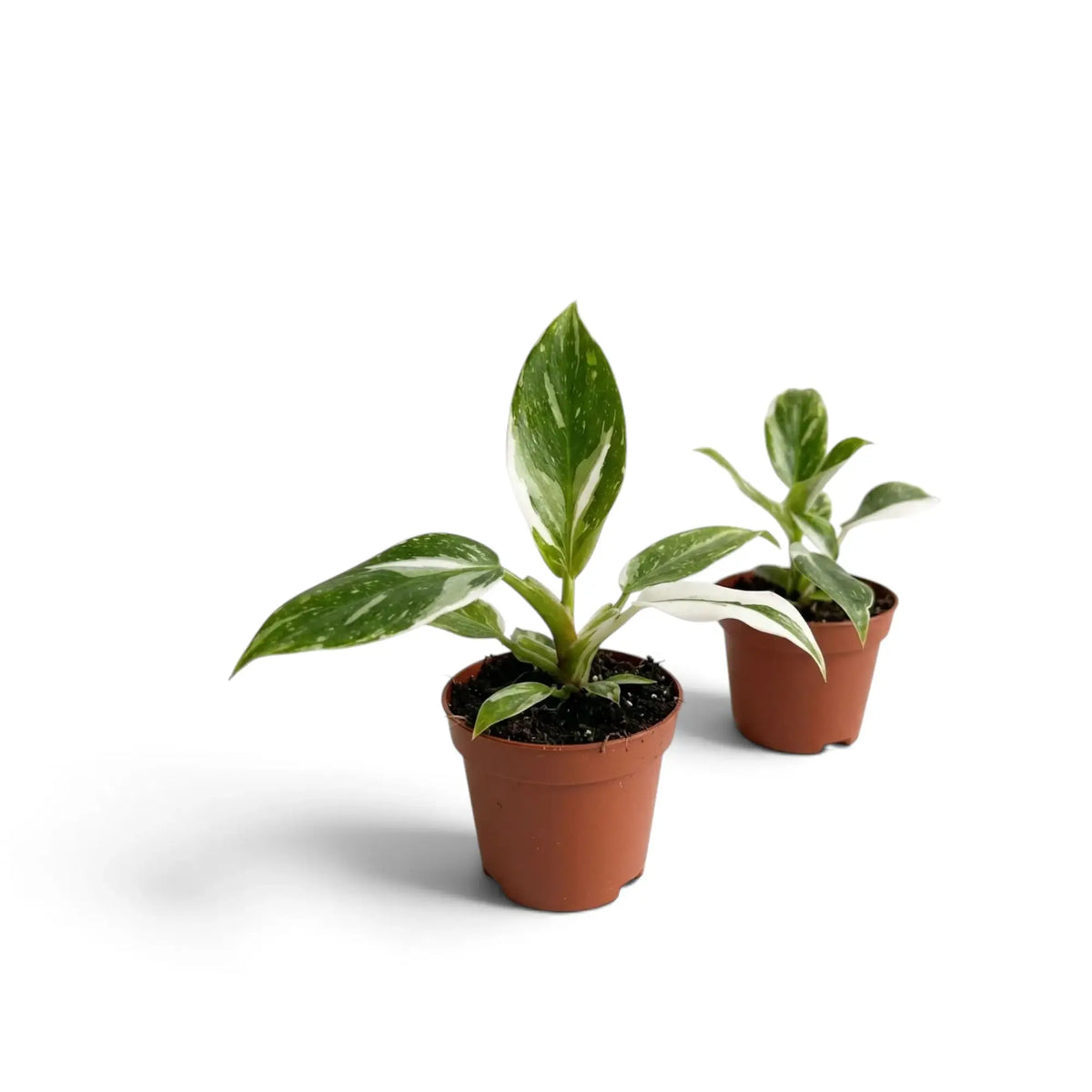 Two young Philodendron 'White Princess' plants in brown pots showing different white leaf markings