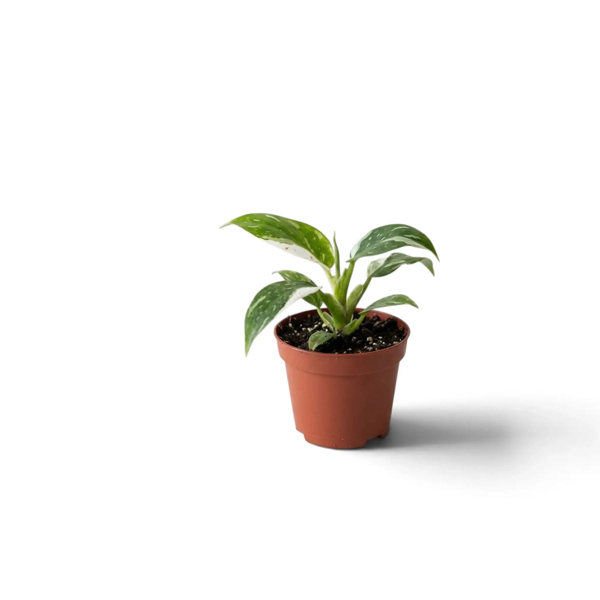 Compact Philodendron 'White Princess' in a brown nursery pot with green and white variegation