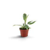 Young Philodendron 'White Princess' with an upright new leaf and white-marked green foliage