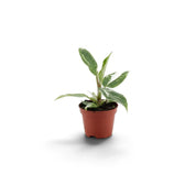 Small Philodendron 'White Princess' in a brown pot with slender, white-streaked leaves