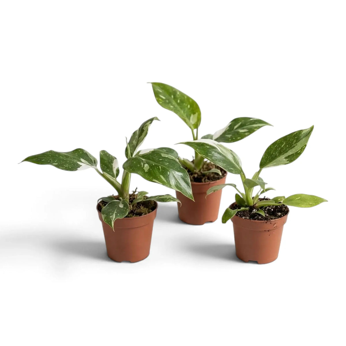 Three small Philodendron 'White Princess' plants with mottled green and white leaves