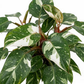 Philodendron 'White Princess' foliage with white splashes on dark green leaves and reddish leaf stems