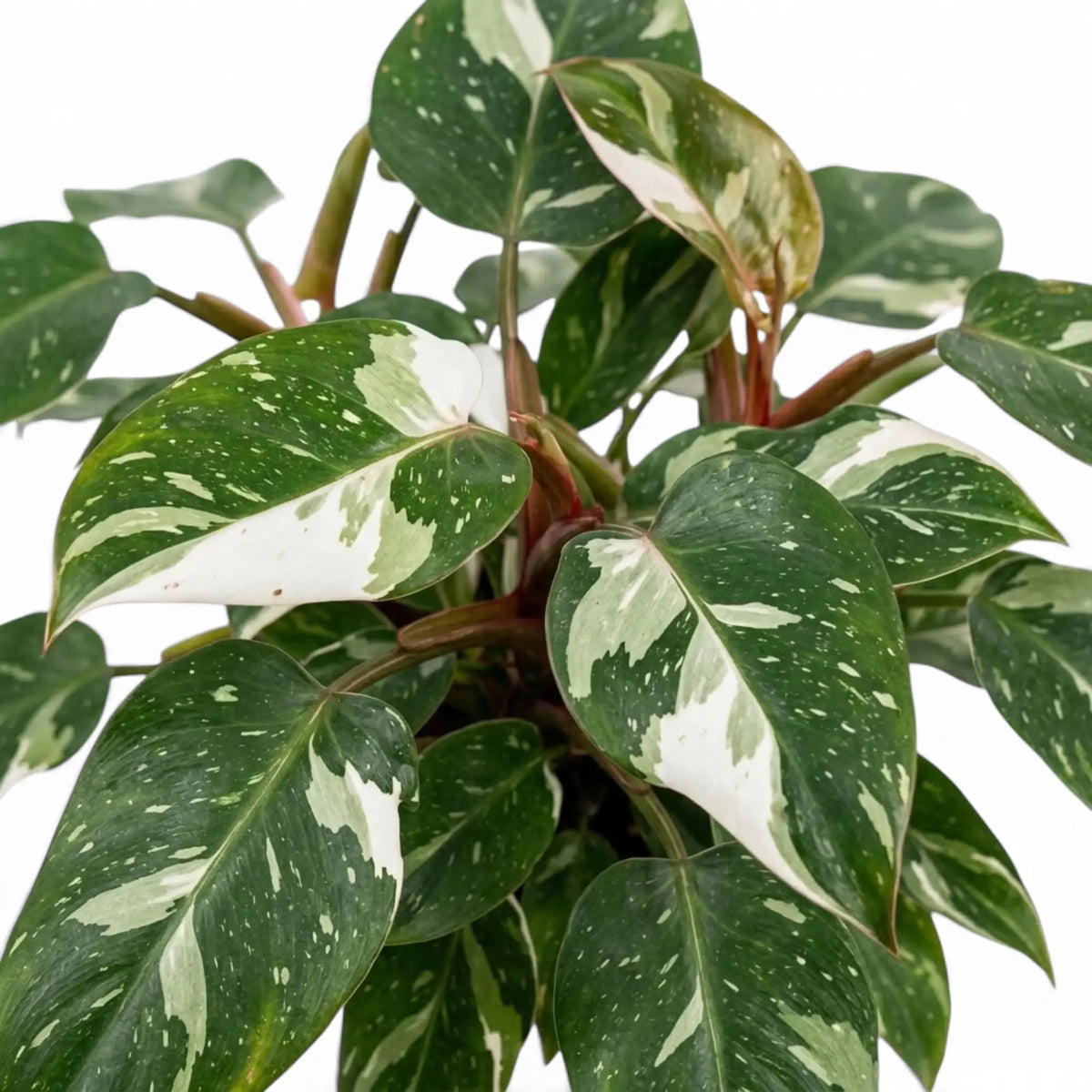 Philodendron 'White Princess' foliage with white splashes on dark green leaves and reddish leaf stems