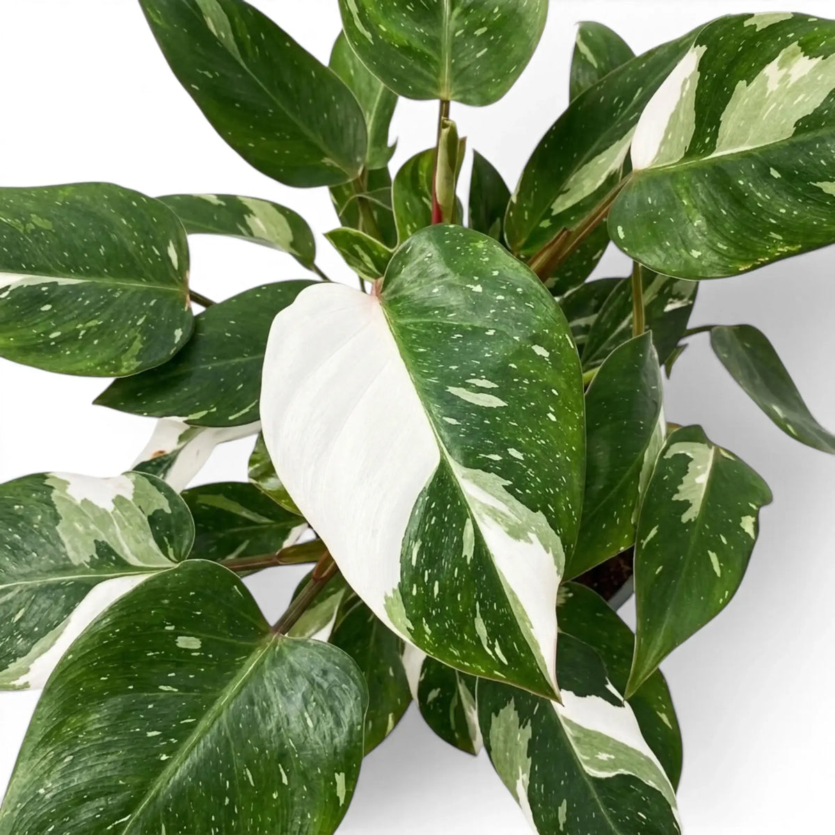 Philodendron 'White Princess' leaves surrounding a prominent half-white, half-green leaf