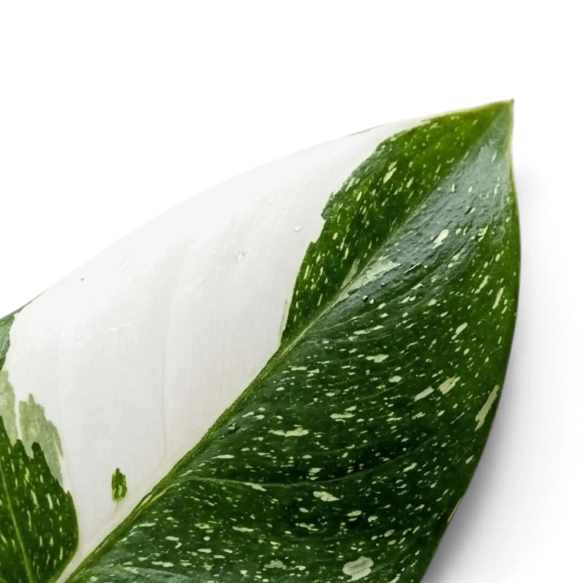 Close-up of a Philodendron 'White Princess' leaf split between white variegation and speckled green