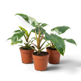 Three Philodendron 'White Princess' plants in brown pots with pointed, green-and-white leaves