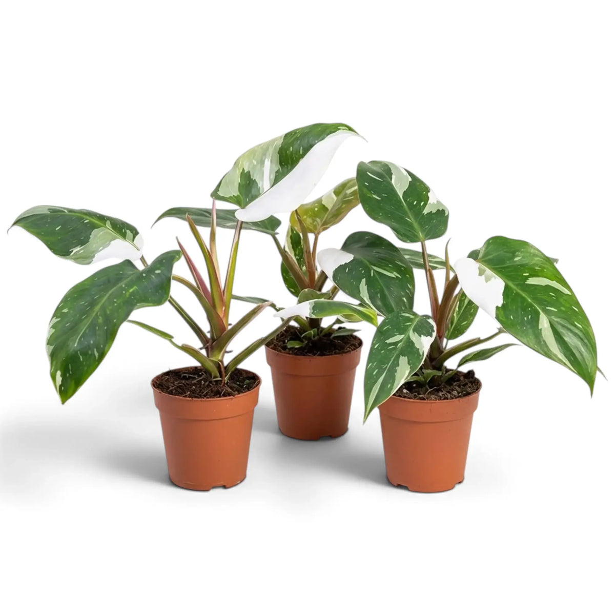 Three potted Philodendron 'White Princess' plants showing different patches of white variegation