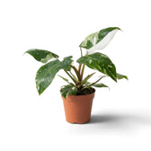 Philodendron 'White Princess' in a brown pot with arching leaves marked white and green