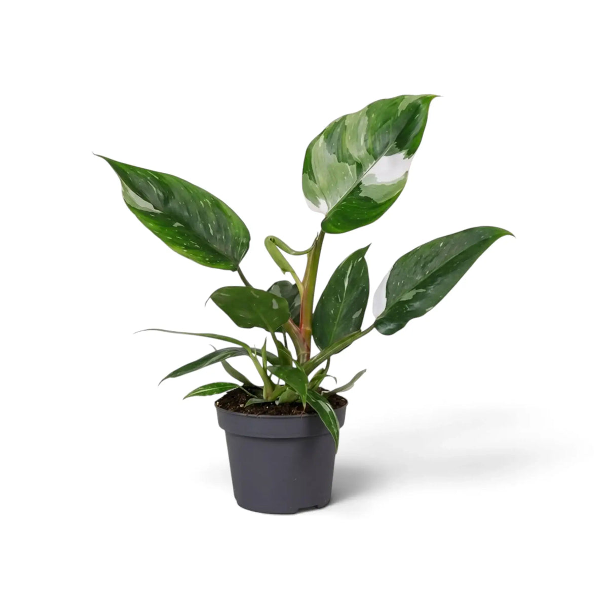 Philodendron 'White Princess' in a dark pot with upright leaves and a prominent white-variegated leaf
