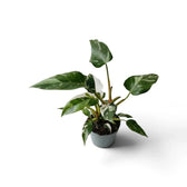 Potted Philodendron 'White Princess' with broad, dark green leaves marbled with white