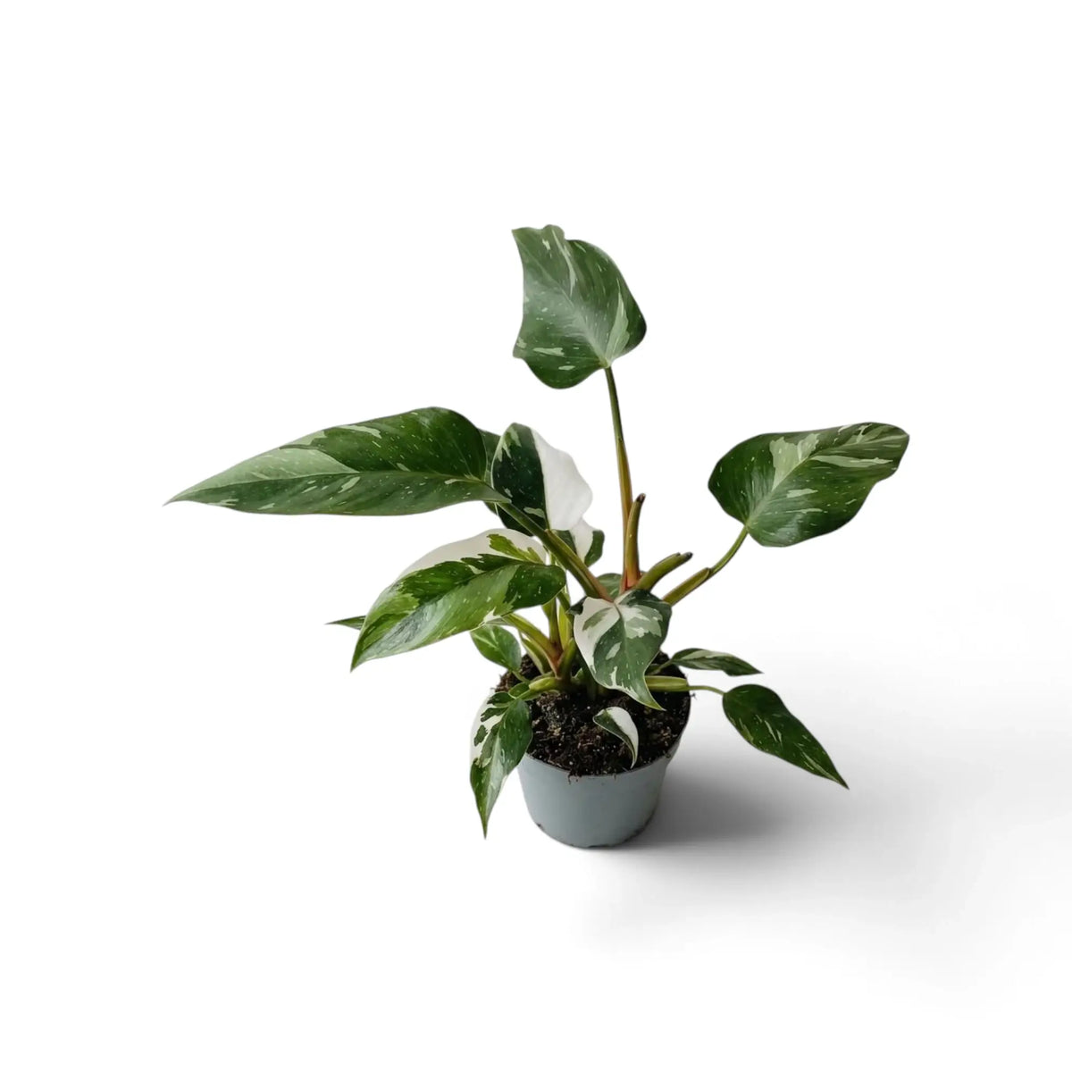 Potted Philodendron 'White Princess' with broad, dark green leaves marbled with white