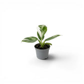 Philodendron 'White Wizard' baby plant in a nursery pot.
