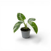 Philodendron 'White Wizard' baby plant in a nursery pot.