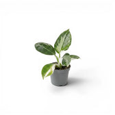 Philodendron 'White Wizard' baby plant in a nursery pot.