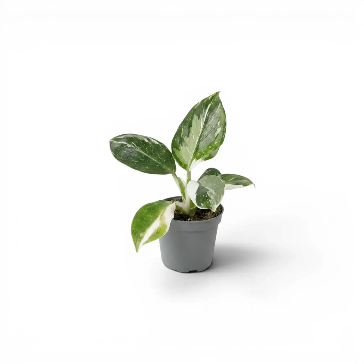 Philodendron 'White Wizard' baby plant in a nursery pot.