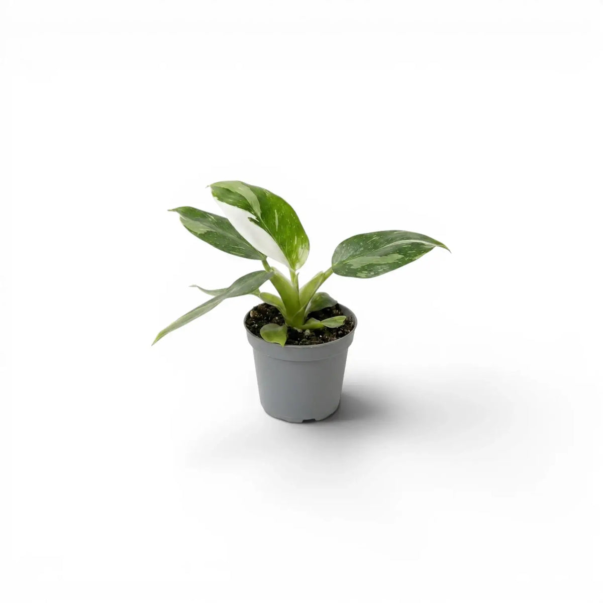Philodendron 'White Wizard' baby plant in a nursery pot.