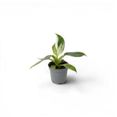 Philodendron 'White Wizard' baby plant in a nursery pot.