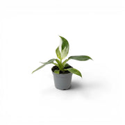 Philodendron 'White Wizard' baby plant in a nursery pot.