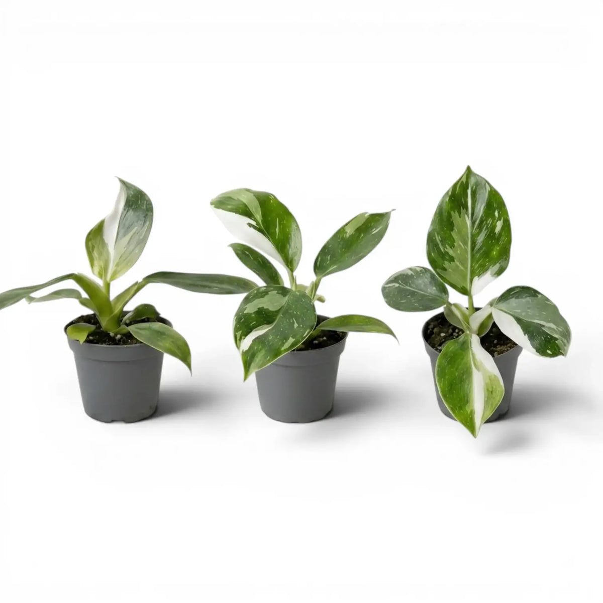 Philodendron 'White Wizard' baby plant in a nursery pot.