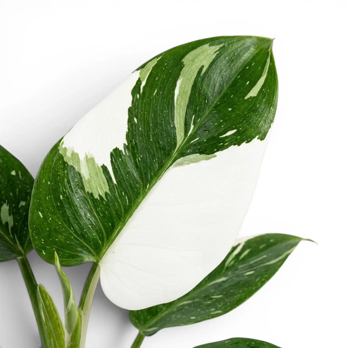 Close-up of Philodendron 'White Wizard' leaves.