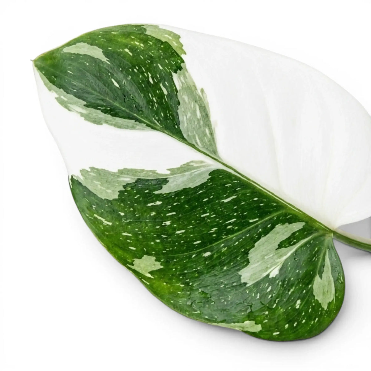 Close-up of Philodendron 'White Wizard' leaves.