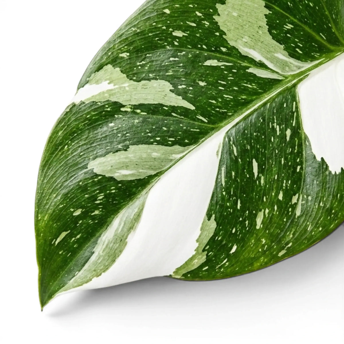 Close-up of Philodendron 'White Wizard' leaves.