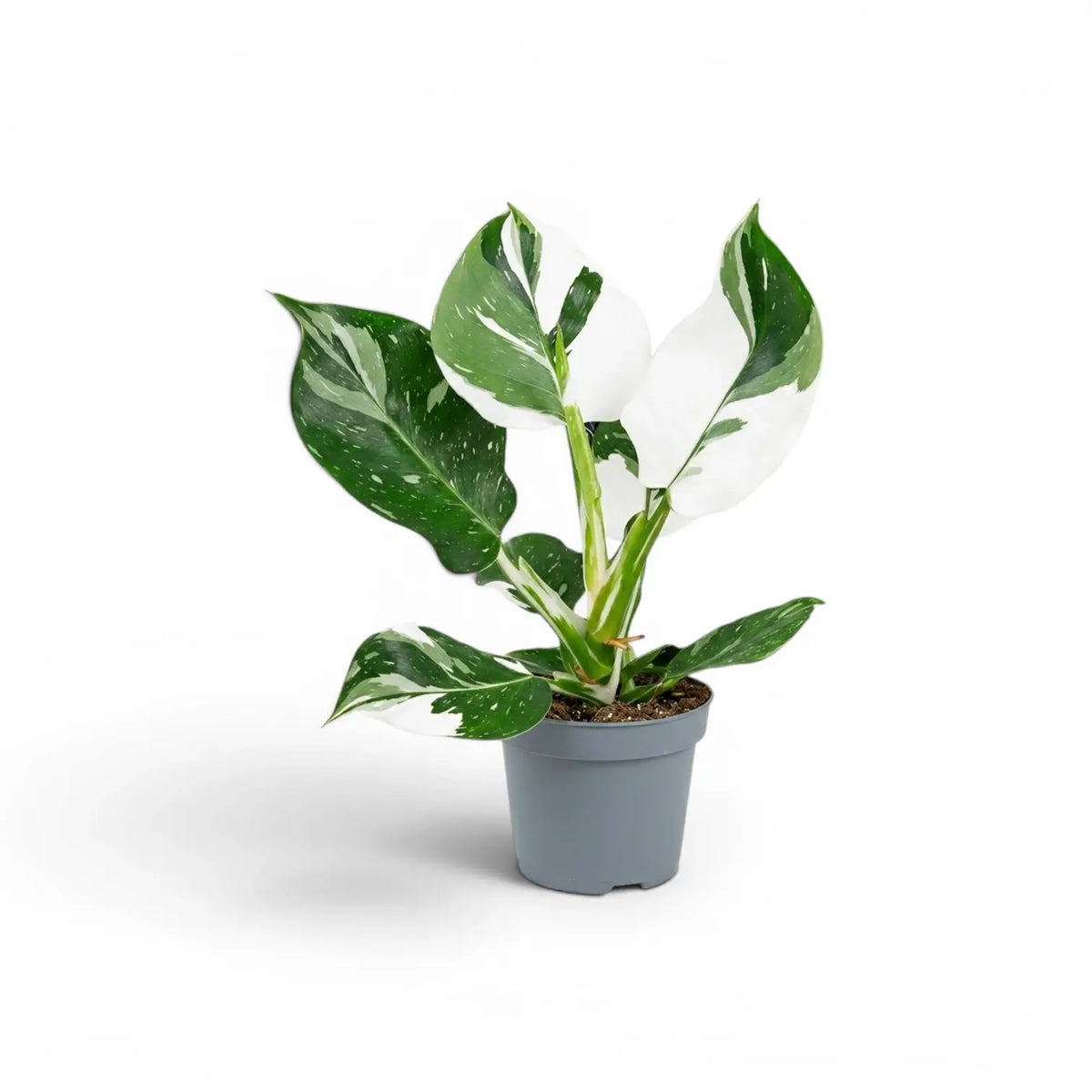 Philodendron 'White Wizard' plant in a nursery pot.