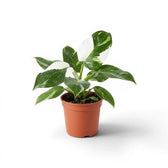 Philodendron 'White Wizard' plant in a nursery pot.