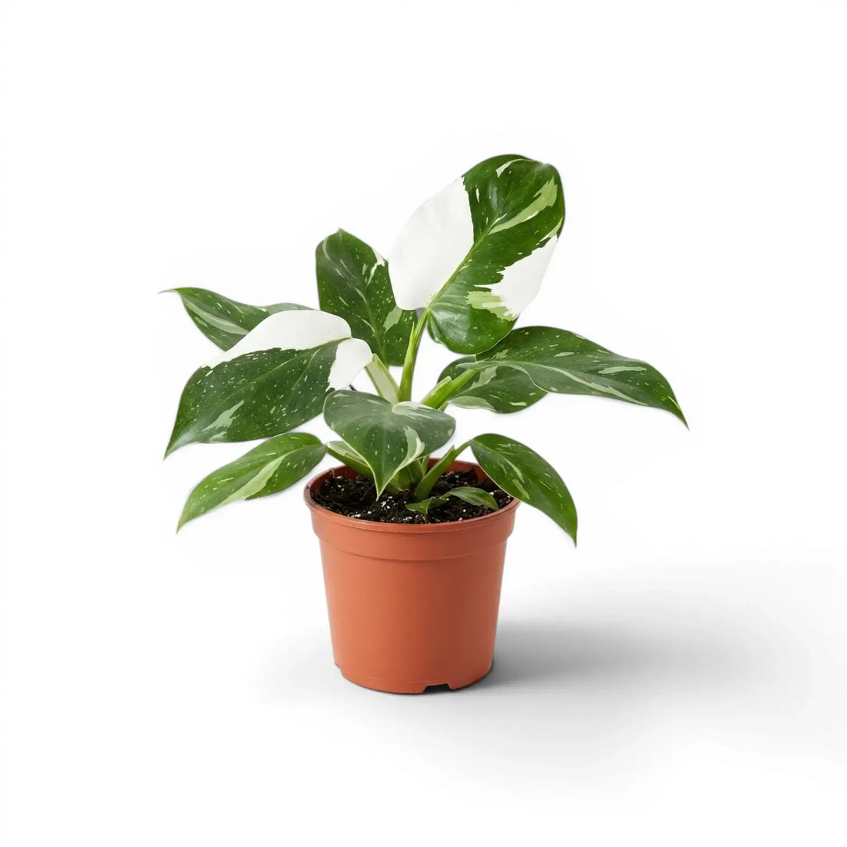 Philodendron 'White Wizard' plant in a nursery pot.