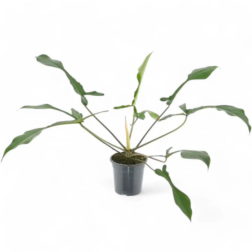 Philodendron x joepii potted plant in nursery pot on white background.