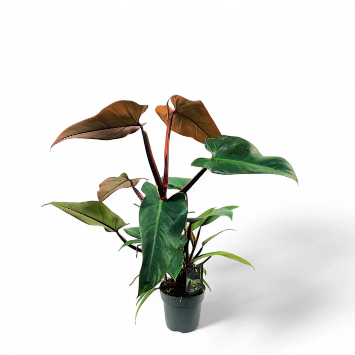 Philodendron x mundaianum Zimmerpflanze im Anzuchttopf vor weißem Hintergrund, Produktfoto 2.