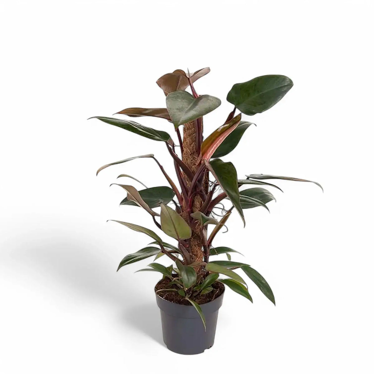 Philodendron x mundaianum Zimmerpflanze im Anzuchttopf vor weißem Hintergrund, Produktfoto 3.