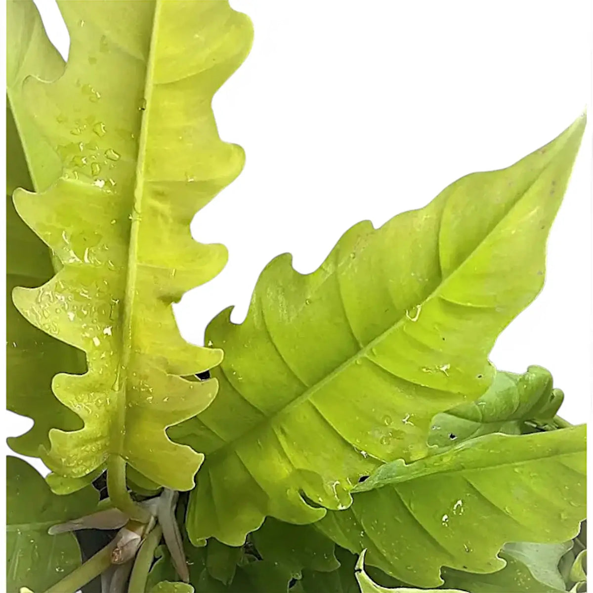 Philodendron x serratum 'Golden saw' ('Gergaji Golden') leaf close-up on white background.