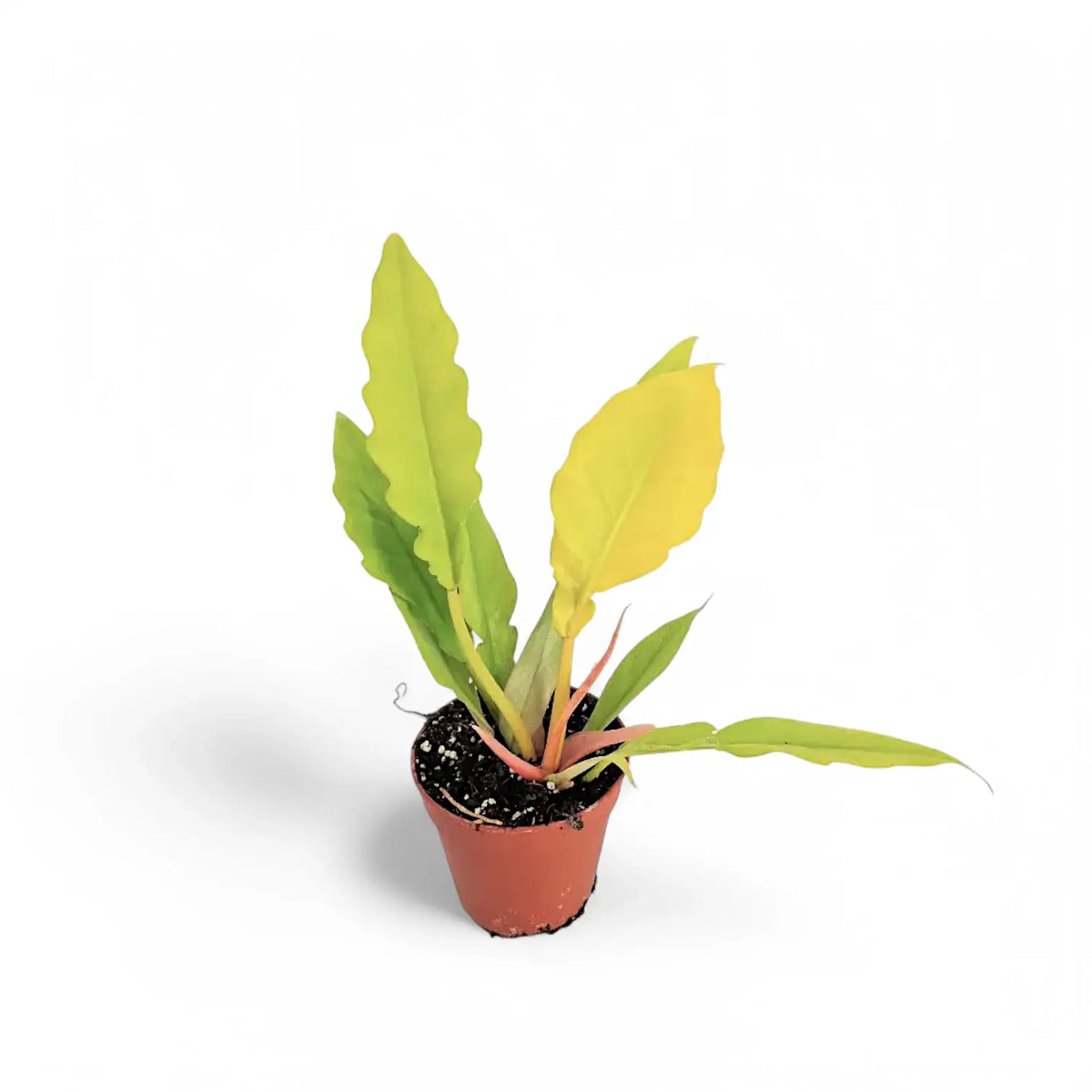 Philodendron x serratum 'Golden saw' ('Gergaji Golden') potted plant in nursery pot on white background.