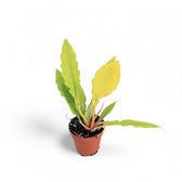 Philodendron x serratum 'Golden saw' ('Gergaji Golden') potted plant in nursery pot on white background.