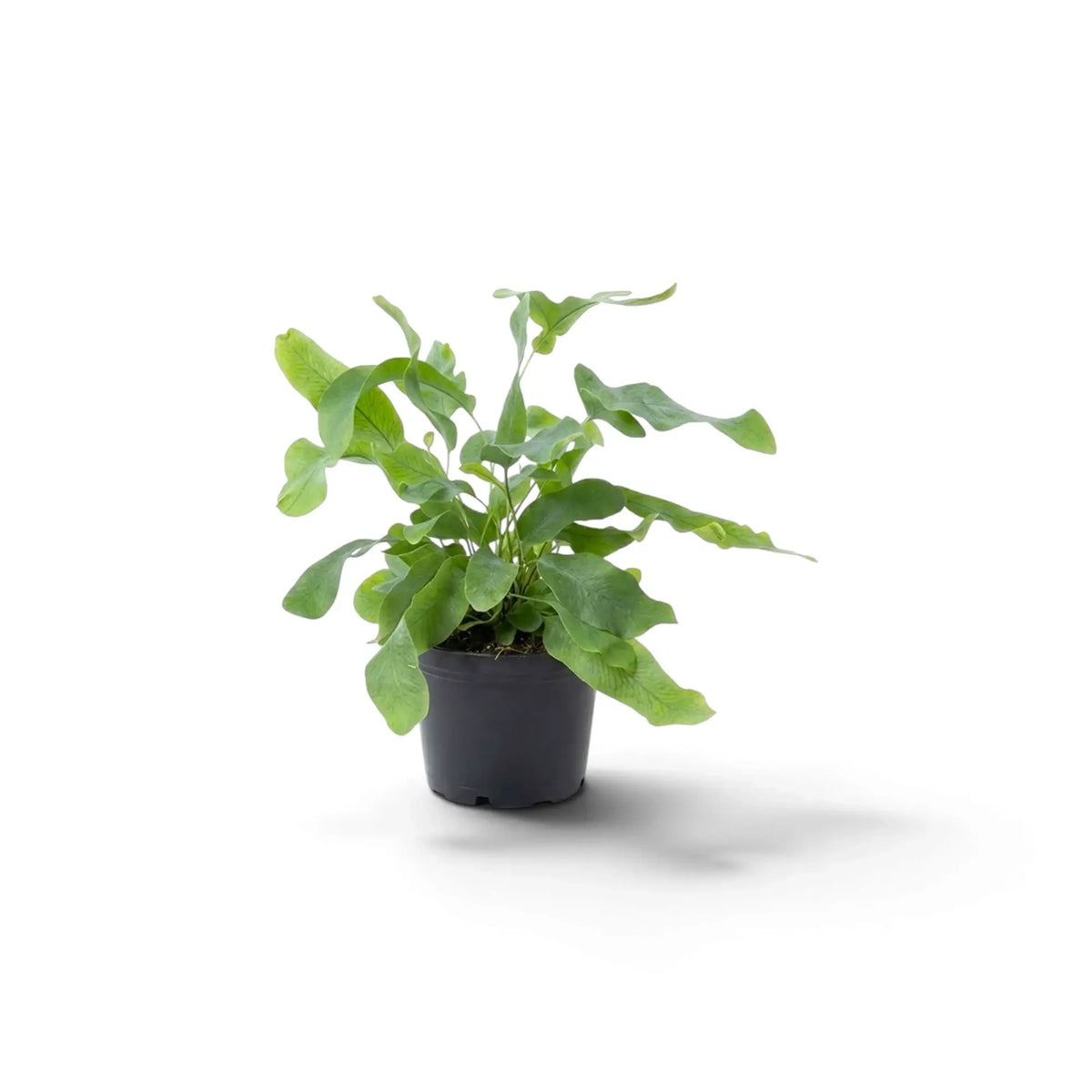 Young Phlebodium aureum with spreading green fronds and wavy edges in a nursery pot.