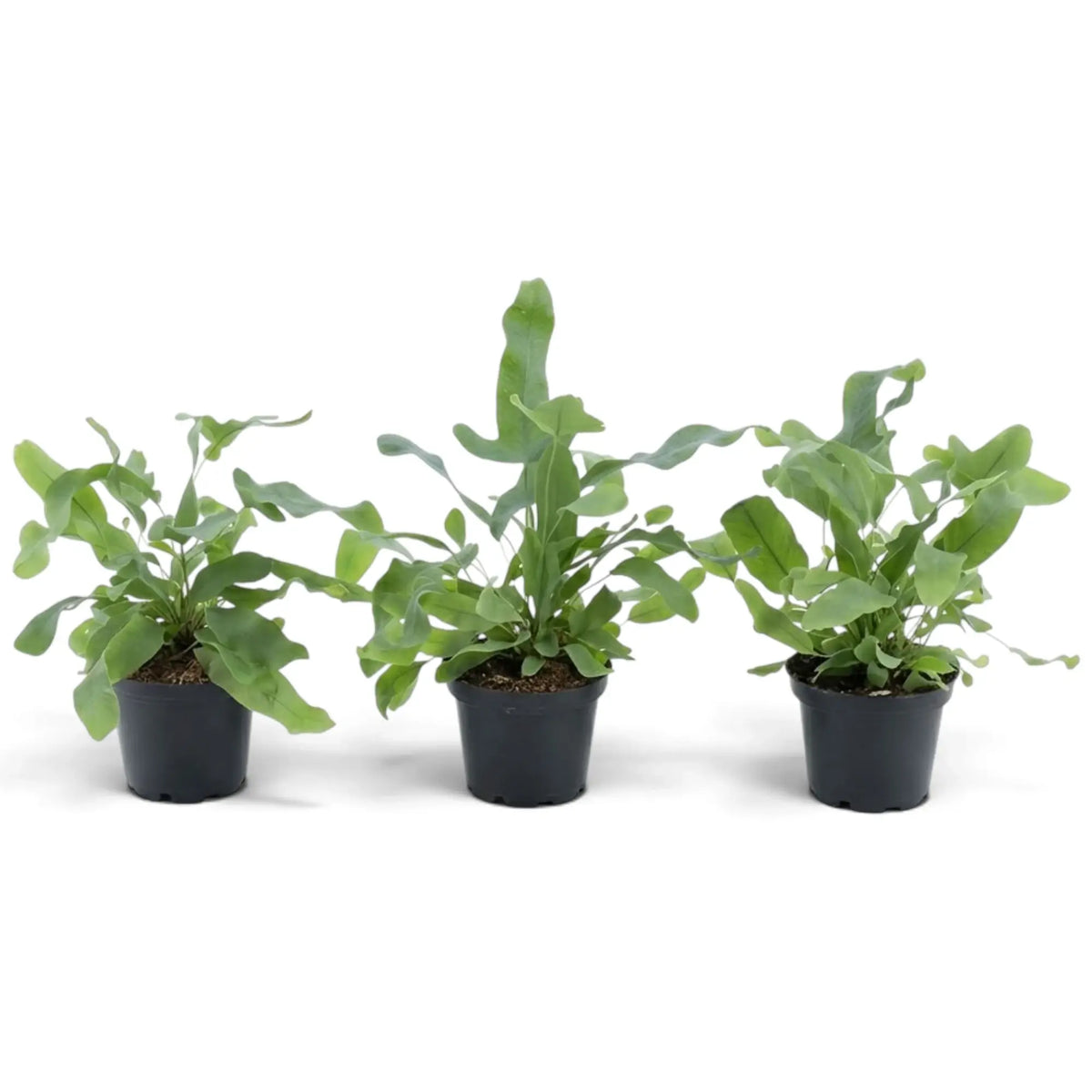 Three young Phlebodium aureum plants with wavy green fronds in separate nursery pots.