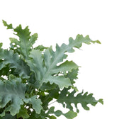 Phlebodium aureum ‘Davana’ frond detail showing wavy deeply cut lobes and blue-green colour