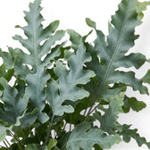 Phlebodium aureum ‘Davana’ close-up with overlapping ruffled fronds and irregular wavy lobes