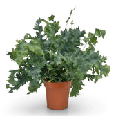 Large Phlebodium aureum ‘Davana’ with long blue-green fronds and deeply ruffled lobes